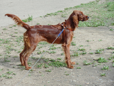 Бонасье, 7,5 месяцев