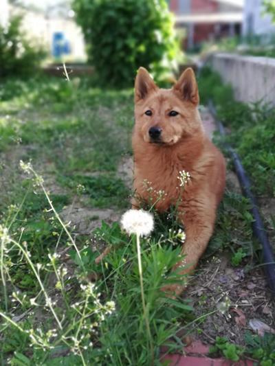 Мы и наши собаки