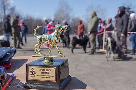 Иркутская городская выставка лаек и гончих 11.04.2021