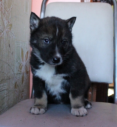 Волкарь, 1,5 месяца