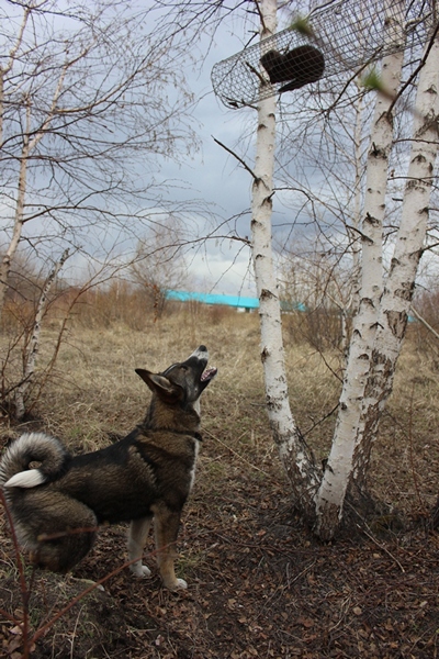 Притравка по норке