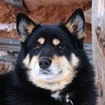 Novik2013.jpg