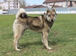 ZSL-Tuman.jpg