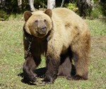 bear_ispyt.jpg