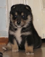 puppy.jpg