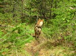 taiga_ispyt13.jpg